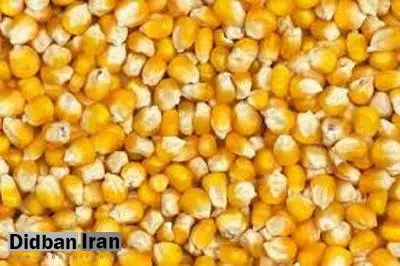 ۳ میلیون تن ذرت وارد شده با ارز ۴۲۰۰ تومانی گم شد