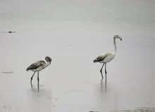 جمعیت فلامینگوهای دریاچه ارومیه  ۳۵ درصد کاهش یافت 