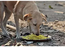 کودکان را برای غذادادن به سگ‌ها ترغیب نکنید