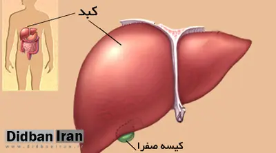 آنچه درباره جگرتان نمی دانید