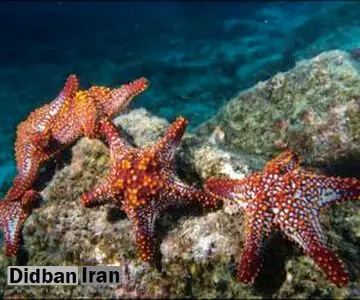 این حیوانات «بدون قلب» زندگی می کنند