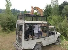پشت پرده تلف شدن ۲ شیر در پارک سافاری الیمالات/ یک کارشناس محیط‌زیست: احتمالا پای یک زمین‌خواری بزرگ در میان است/ اساس احداث مجموعه و انتقال حیوانات به آن غیرقانونی بوده است/ سازمان منابع طبیعی هنوز نتوانسته شکایت خود از الیمالات را به نتیجه برساند