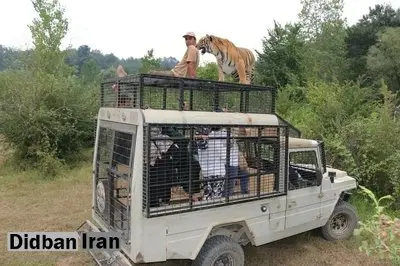 پشت پرده تلف شدن ۲ شیر در پارک سافاری الیمالات/ یک کارشناس محیطزیست: احتمالا پای یک زمینخواری بزرگ در میان است/ اساس احداث مجموعه و انتقال حیوانات به آن غیرقانونی بوده است/ سازمان منابع طبیعی هنوز نتوانسته شکایت خود از الیمالات را به نتیجه برساند