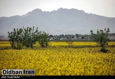 دخترکُشی در زرندیه مرکزی/ پدر خانواده به قتل فررندش اعتراف کرد

