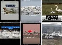 فروش قوهای مهاجر زنده در بازار سیاه: جفتی ۲۵ میلیون!