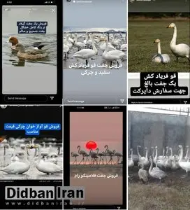 فروش قوهای مهاجر زنده در بازار سیاه: جفتی ۲۵ میلیون!
