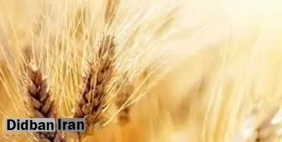 خبر مهم درباره قیمت گندم و پرداخت مطالبات گندمکاران