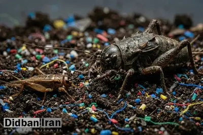 کابوس پلاستیکی: رژیم غذایی آلوده حشرات را به هیولا تبدیل می‌کند