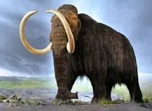 گونه‌ای جدیدی از ماموت در سیبری کشف شد/ عکس