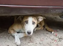 جزییات تازه تجربه تلخ کشتار بی‌رحمانه سگ‌ها توسط شهرداری‌ها به‌نام ساماندهی/ واگذاری ساماندهی سگ‌های بی‌پناه به سازمان پسماند!