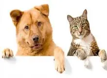 گربه ها به کرونا ویروس مبتلا می شوند؛ اما سگ ها نه 