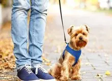 سگ گردانی در رباط‌کریم ممنوع شد