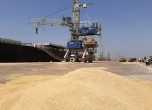 گمرک در واکنش به سبز شدن ۱.۵ تن جو در چابهار: کمک خدا بود که فقط این مقدار خراب شده