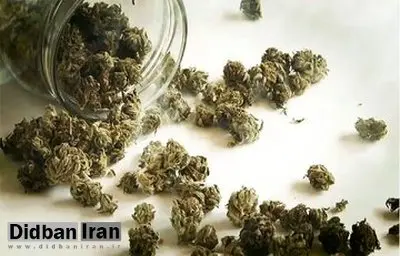 هشدار درباره مخدرهای جدید؛ «کِمیکال» و «بنزای» خطرناک‌تر از گل