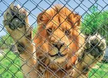 واکنش ارگان مطبوعاتی نزدیک به سپاه پاسداران انقلاب اسلامی به مرگ یک توله شیر: ما حق نداریم حیواناتی را که اسیر کرده‌ایم، شکنجه کنیم یا به کشتن بدهیم