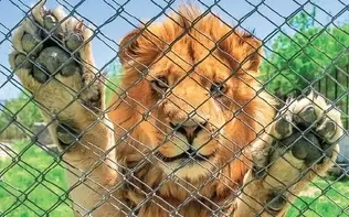 واکنش ارگان مطبوعاتی نزدیک به سپاه پاسداران انقلاب اسلامی به مرگ یک توله شیر: ما حق نداریم حیواناتی را که اسیر کرده‌ایم، شکنجه کنیم یا به کشتن بدهیم