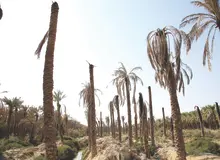 بحران آب و شوری خاک بیشتر از یک سوم نخلستان‌های قطب خرمای ایران  را خشکاند/ سدهایی که فقط آب را شور می کنند!