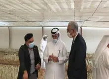 کاشت زعفران در قطر با کمک ایران در قطر +تصاویر