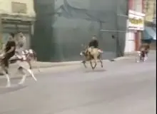 بازداشت و احضار  ۱۱ نفر به دلیل الاغ سواری +فیلم الاغ سواری در گراش