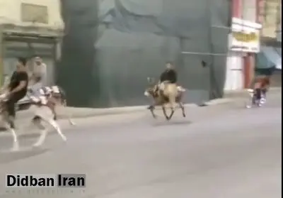 بازداشت و احضار ۱۱ نفر به دلیل الاغ سواری +فیلم الاغ سواری در گراش