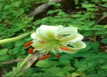 سوسن چلچراغ بار دیگر در املش گل داد