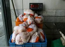 قیمت الاکلنگی مرغ!/ وقتی تولید و عرضه تناسبی با هم ندارد