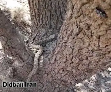 مشاهده یک گونه از سمی‌ترین مارهای جهان در روستای آگره بید+عکس