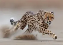 مشاهده سه قلاده یوزپلنگ آسیایی در میاندشت جاجرم