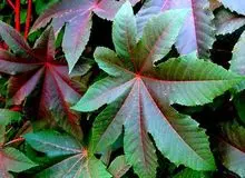 حجم ۱۰۰میلیارد دلاری تجارت گیاهان دارویی دنیا