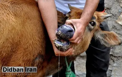 هشدار انجمن صنفی گاوداران درباره ورود محصولات پاکستانی به ایران