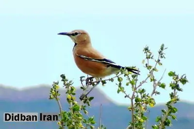 زاغ بور، پرنده‌ای که دویدن را بیشتر از پرواز دوست دارد