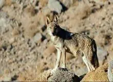 گرگ جان کودک ۸ ساله تبریزی را گرفت