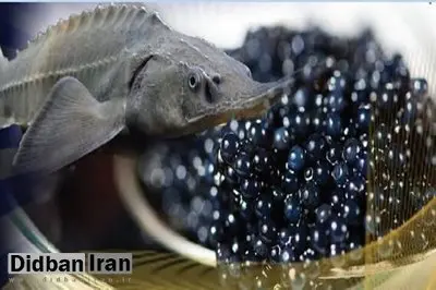 بیش از ۹۰ درصد خاویار تولیدی کشور صادر می‌شود
