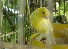 مردی که زن، بچه و زندگی‌اش را فدای قناری کرد
