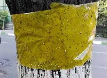 عضو شورای شهر تهران: ناتوانی در مبارزه با سفیدبالک‌ها/ می‌گویند درختان توت را قطع کنید!