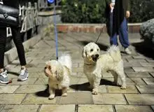 سگ گردانی در ایلام ممنوع شد