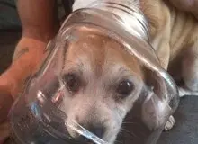 افزایش جراحی زیبایی حیوانات /جراحی بینی سگ و  ۱۵ تا ۲۰ میلیون تومان/ بوتاکس سگ ۱.۵ میلیون تومان