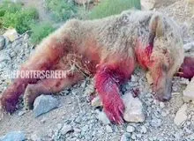 مرد بی رحم در مشگین شهر با تراکتور خرس را له کرد +عکس