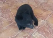 کشف و ضبط یک توله خرس سیاه و ۴۷۴ قطعه پرنده نابالغ مرغ مینا در شهرستان بختگان 