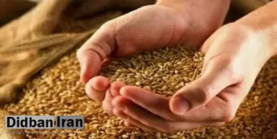 خبر جدید برای گندم‌کاران/ قیمت واقعی گندم اعلام شد