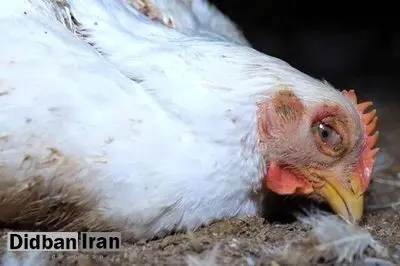 وزارت بهداشت: تاکنون مورد انسانی از ابتلا به آنفلوانزای پرندگان، در ایران گزارش نشده