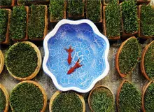 ماهی قرمز و سبزه عید، دشمنان محیط زیست سر سفره هفت‌سین