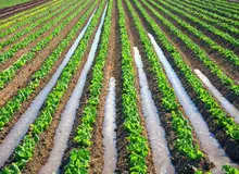 کاشت محصولات پرآبخواه در استان یزد متوقف شد