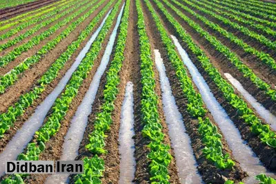 کاشت محصولات پرآبخواه در استان یزد متوقف شد
