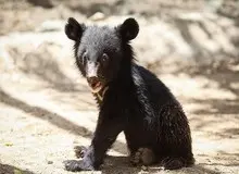  فروش حیوانات پردیسان به باغ‌وحش‌ها