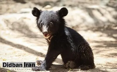  فروش حیوانات پردیسان به باغ‌وحش‌ها