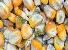 نماینده مجلس: ۱۲۰ هزار تن ذرت آلوده به کپک آسپرژیلوس در بنادر وجود دارد / اگر این سم از طریق تغذیه دام وارد شیر شود با جوشاندن هم از بین نمی رود 