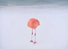 عکاس برنده مسابقه هوش مصنوعی، به دلیل ارسال عکس واقعی از جایزه محروم شد