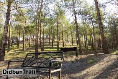 زمانی پور: خشکیدگی ۱۰ هزار درخت در پارک چیتگر بر اثر سوسک پوست‌خوار
