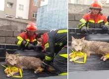 زنده‌گیری یک گرگ سرگردان در ایلام